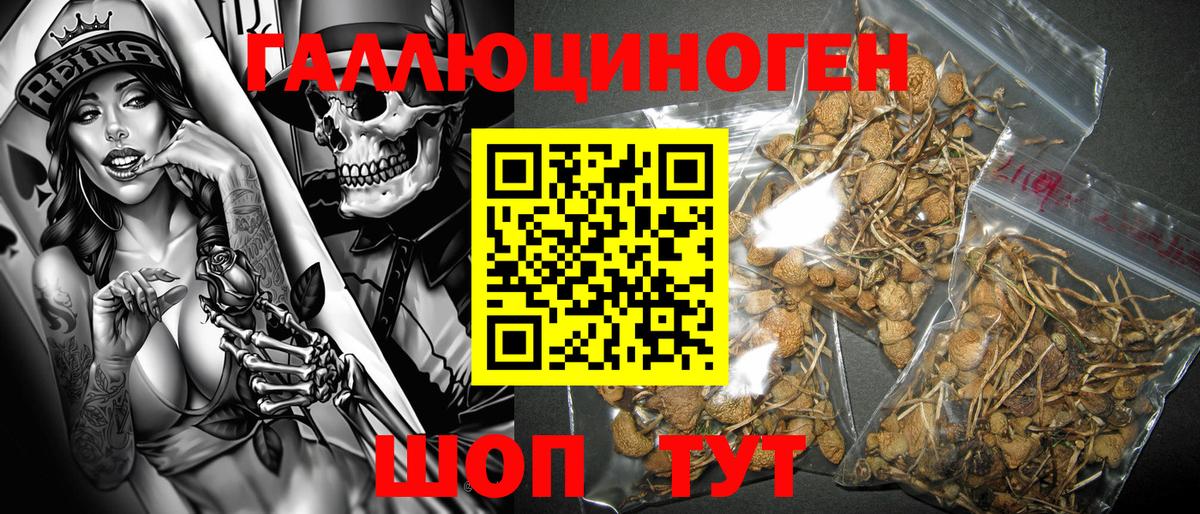 Псилоцибиновые грибы GOLDEN TEACHER Псков